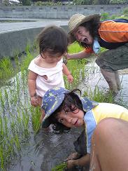 子どもたちにも、田んぼの感触が気持ちいいみたい♪