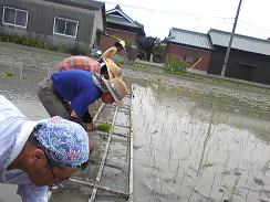 木枠を横一列に並べ、しるしに沿って苗を均等な間隔で植えていく。この姿勢は辛いけど、おしゃべりをして笑い合いながら楽しく植えていった。(^m^)v