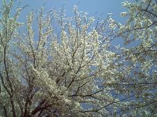 満開の桜の下で休憩